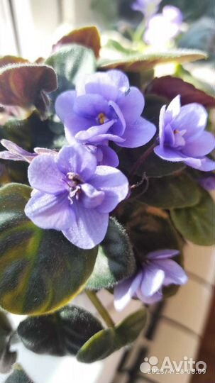 Фиалки на выбор