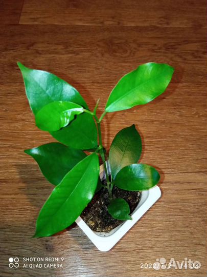 Фикус Ретуза Грин