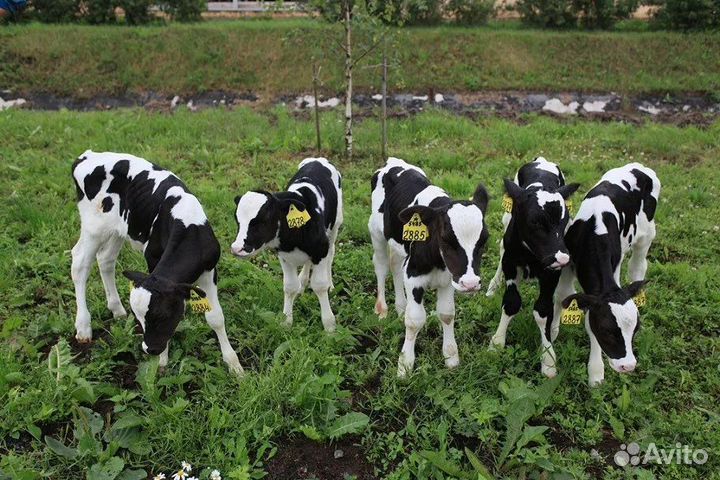 Телята бычки