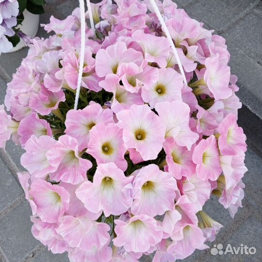 Цветы в кашпо, комнатные, цветочная рассада