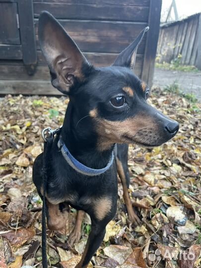 Цвергпинчер