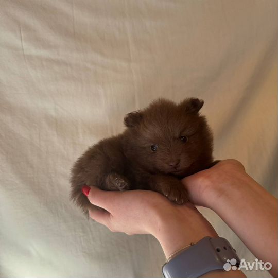 Немецкий шпиц