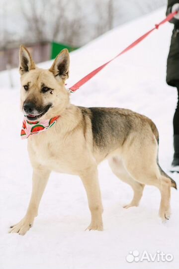 Собаки бесплатно