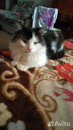 Котик Тиша в добрые руки