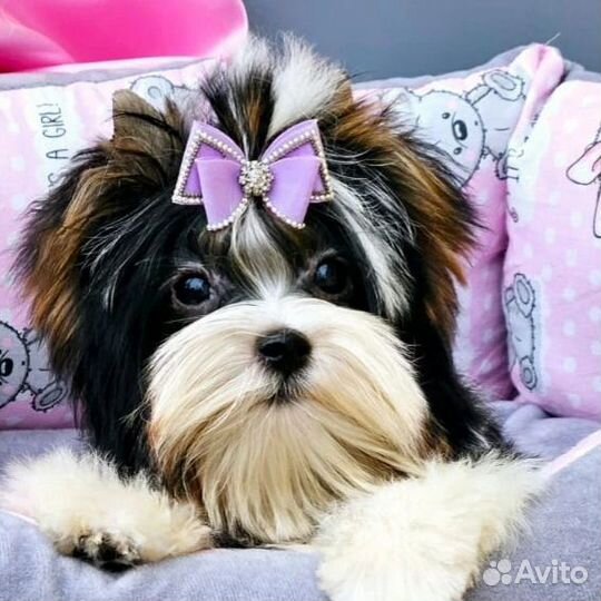 Мини биверы