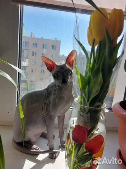 Канадский сфинкс вязка