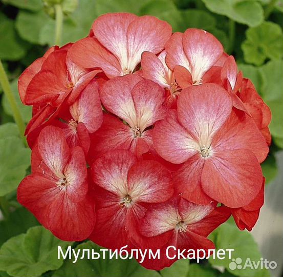 Пеларгония герань сортовая