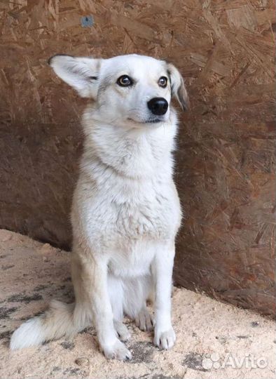 Одинокая Белочка ищет семью