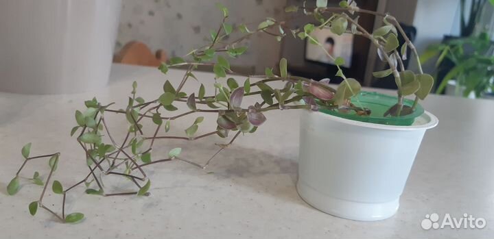 Фикус, адениум, спатифиллум