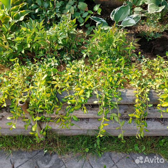 Барвинок желтый. Эффектный яркий многолетник