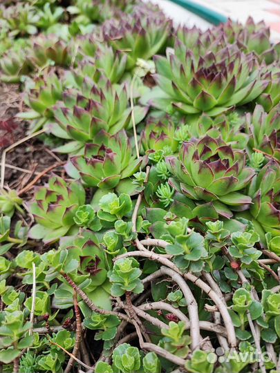 Цветы многолетники