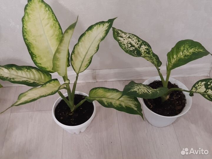 Дифенбахии,Аглаонемы