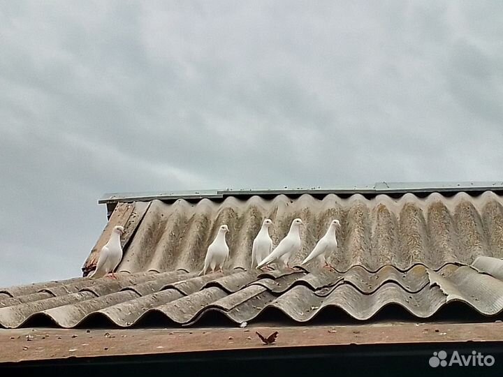 Продажа голубей