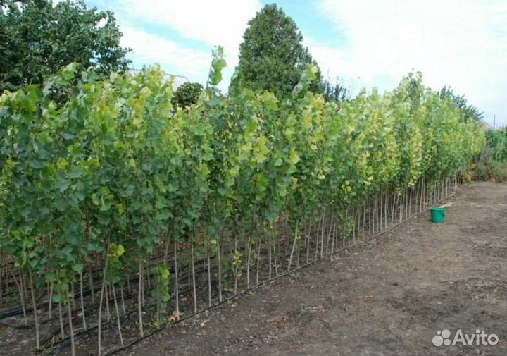 Тополь пирамидальный