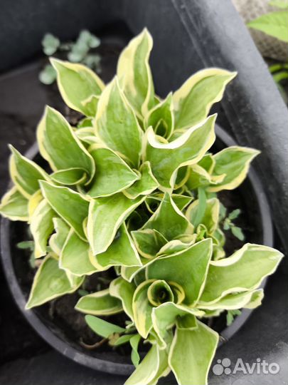 Хосты,лапчатка