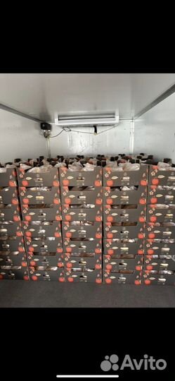 Куры бройлер тушки мясо