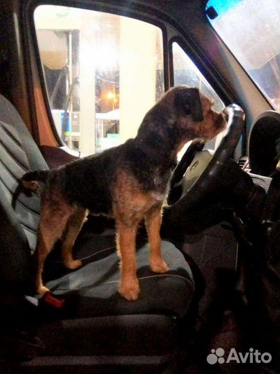 Гостиница-передержка для собак