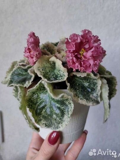 Детки сортовых фиалок