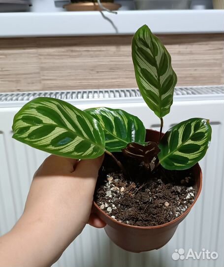 Калатея Маранта