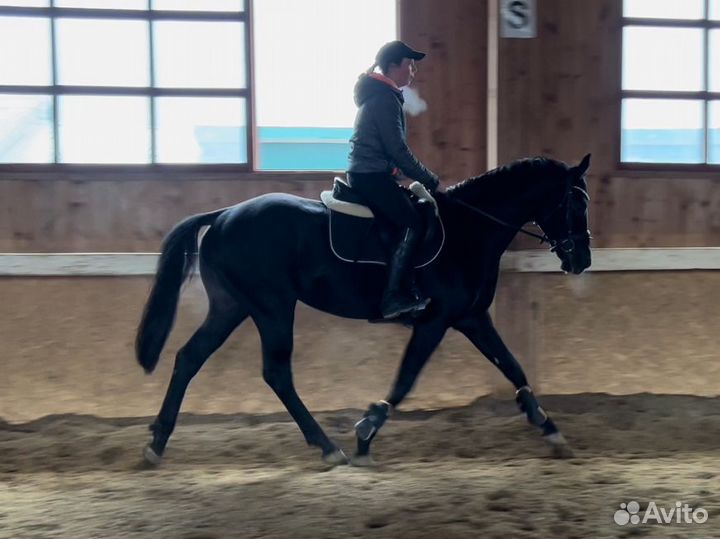 Тракененский жеребец