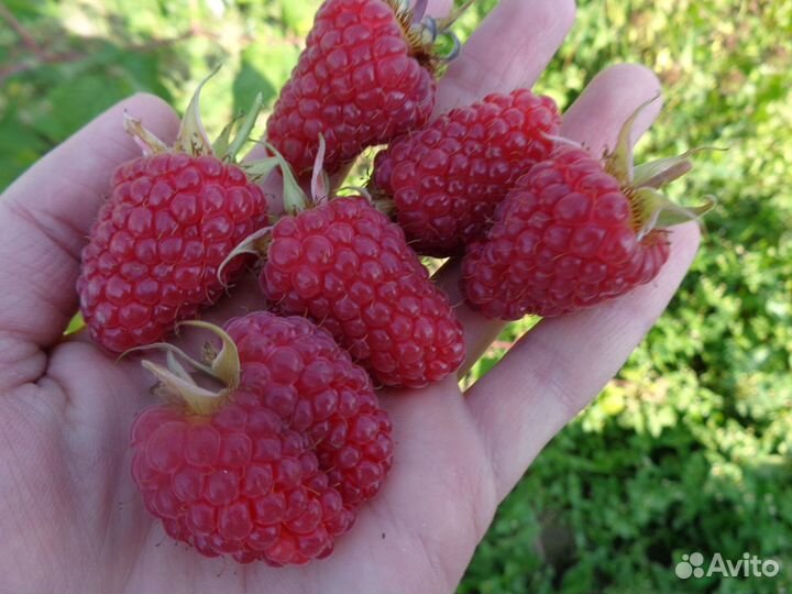 Ремонтантная малина Карамелька