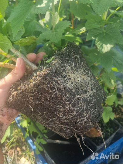 Саженцы черной смородины сорт Блэк Меджик Карбон