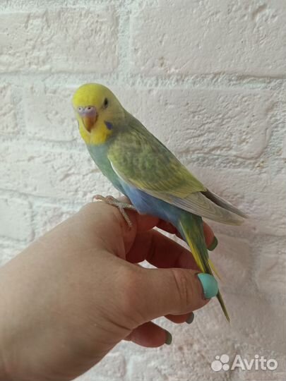 Радужные птенцы самочки 30-35 дней