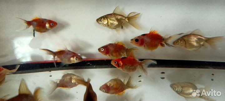 Золотые рыбки