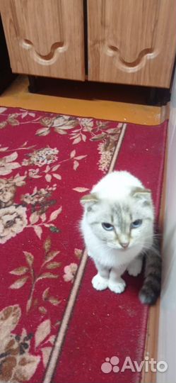 Сиамская вислоухая