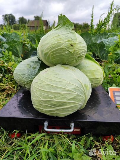 Капуста свежая