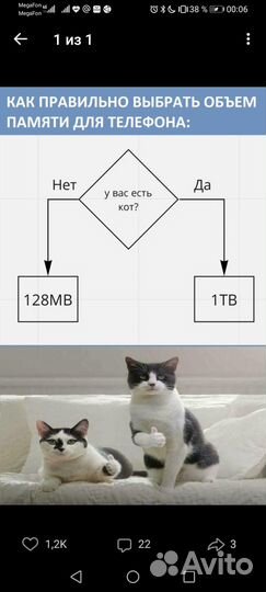Передержка кошек