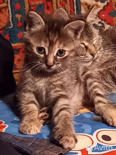 Котята
