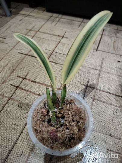 Орхидея каттлея