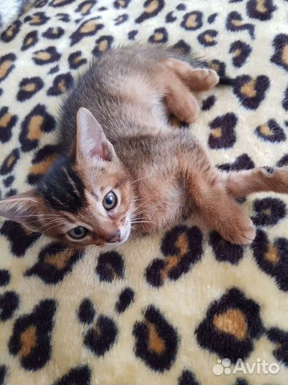 Абиссинский котик