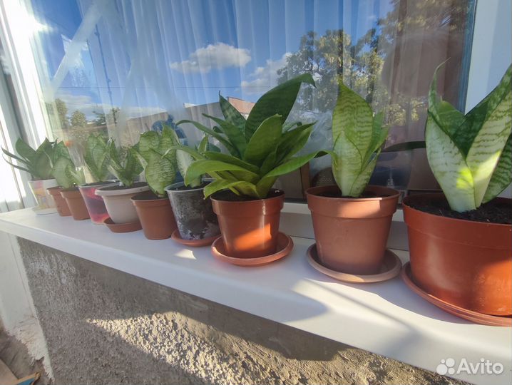 Сансевиерия ханни