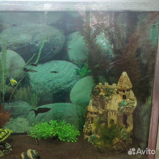 Аквариум с рыбками