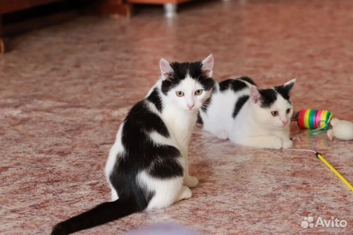 Котята в добрые руки. Мальчики 3,5 мес