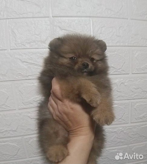 Толстолапый пушистик