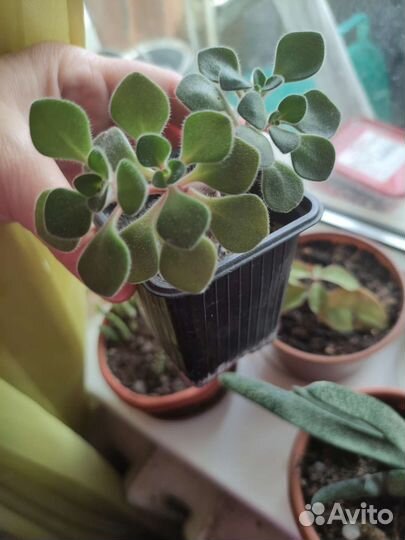 Продам цветы комнатные