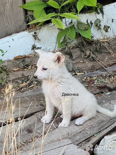 Щенки бесплатно