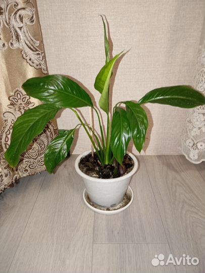 Спатифиллум