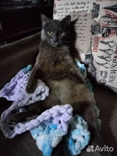 Кастрированный кот