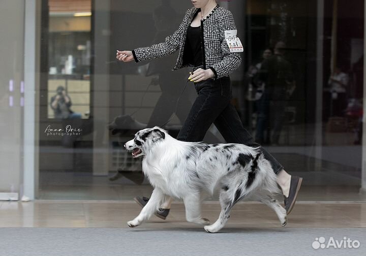 Кобель аусси для вязки