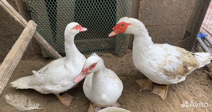 Индоутки Мускусные,семья, Селезень и 2 утки