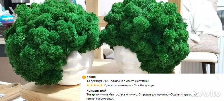 Стабилизированный мох от производителя оптом ягель