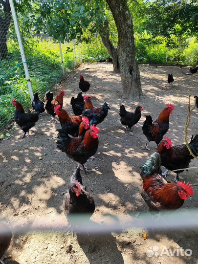 Мараны петушки