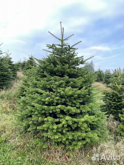 Пихта Нордмана(живая ёлка) 200-225 см в Иркутске