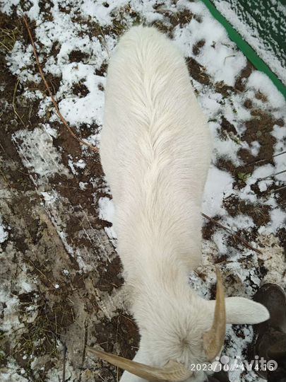 Козлик и козочка на мясо