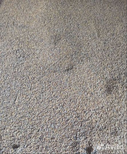 Кормовой ячмень, Сахарная свёкла на корм/посев