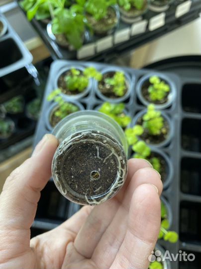 Лизимахия Golden Foliage